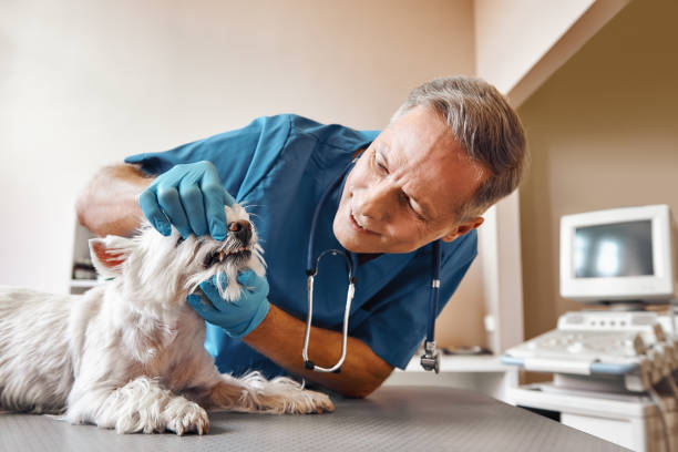 Best Same-Day Emergency Dental Services in Salineville, OH